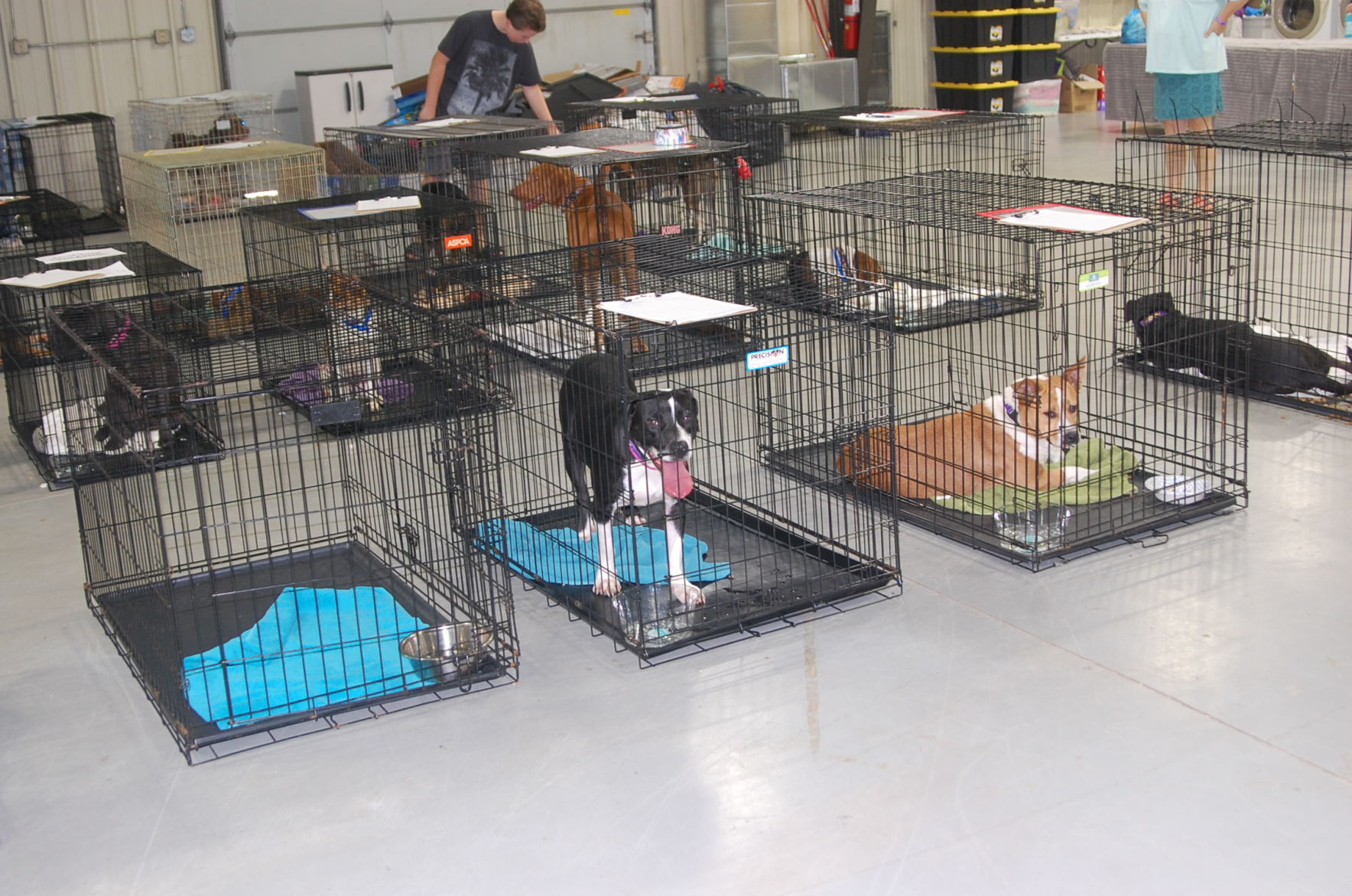 Piedmont animal rescue (10).JPG